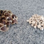 Sementes da moringa oleifera: árvore milagrosa também viabiliza práticas sustentáveis na construção civil