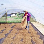 Lajes para estufas onde se faz a secagem do café: uma obra atendida pelo agroconcreto