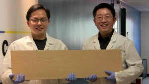 Liangbing Hu (esq.) e Teng Li (dir.) são os engenheiros da universidade de Maryland que estão à frente da pesquisa com a “supermadeira”. Crédito: University of Maryland