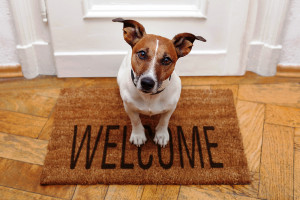 Condomínios pet friendly estão entre as tendências que vão conquistar os consumidores Crédito: Banco de Imagens